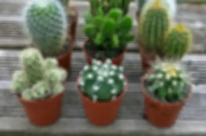foto : greengrowersglasgow com