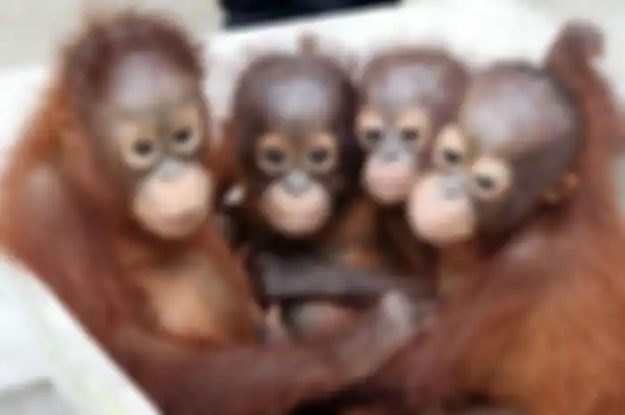 5 Cara Menyelamatkan Orangutan yang Bisa Kita Lakukan Secara Online (Foto: natgeotv.com)