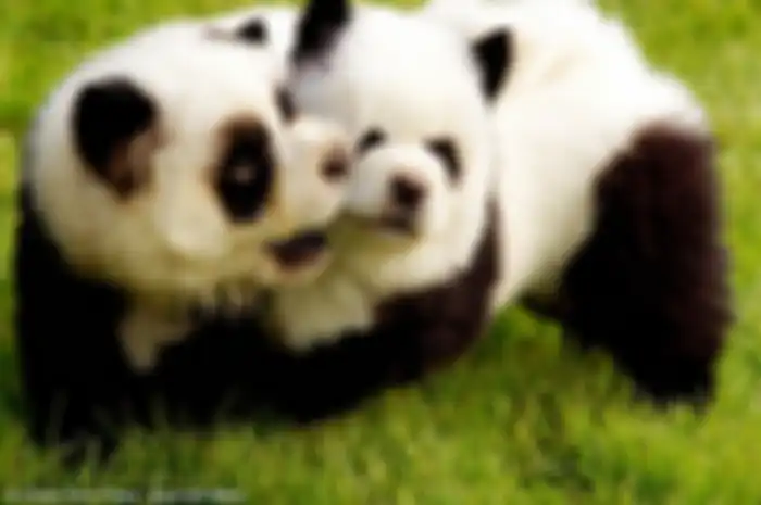 Anjing Panda Jadi Hewan Peliharaan Populer di China