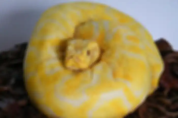 Bentuk Cake Teraneh