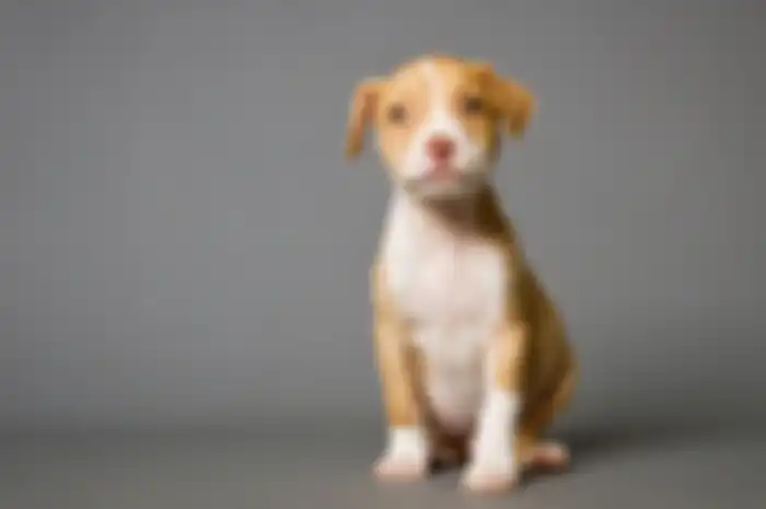 foto: dogtime.com