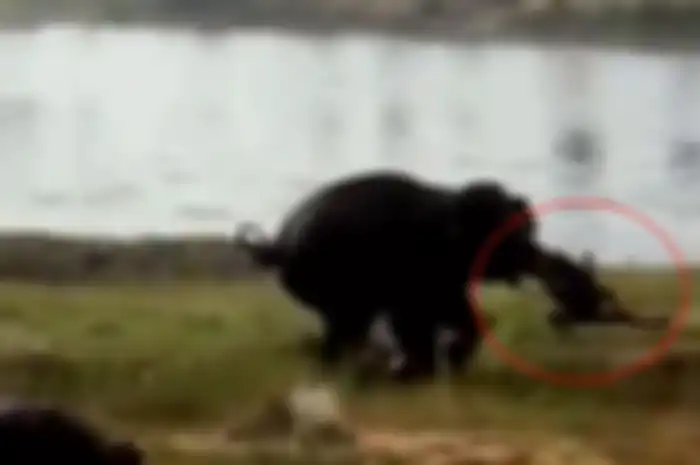 Momen tragis pria diserang gajah liar