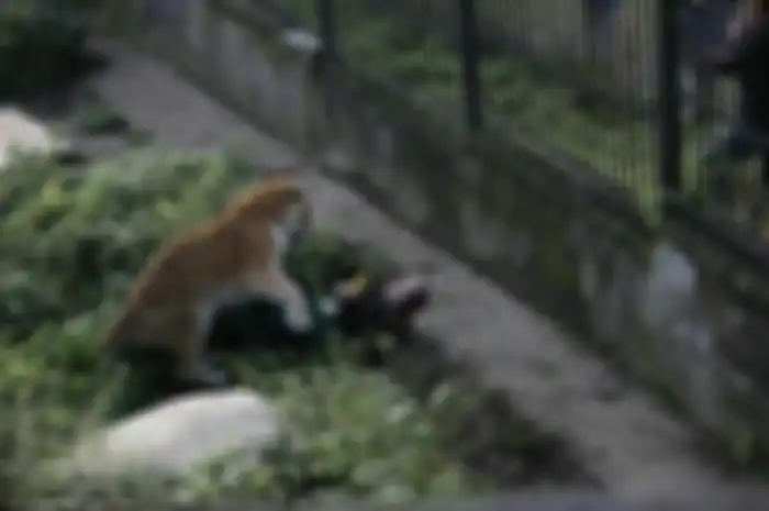 Seorang penjaga kebun binatang diserang harimau