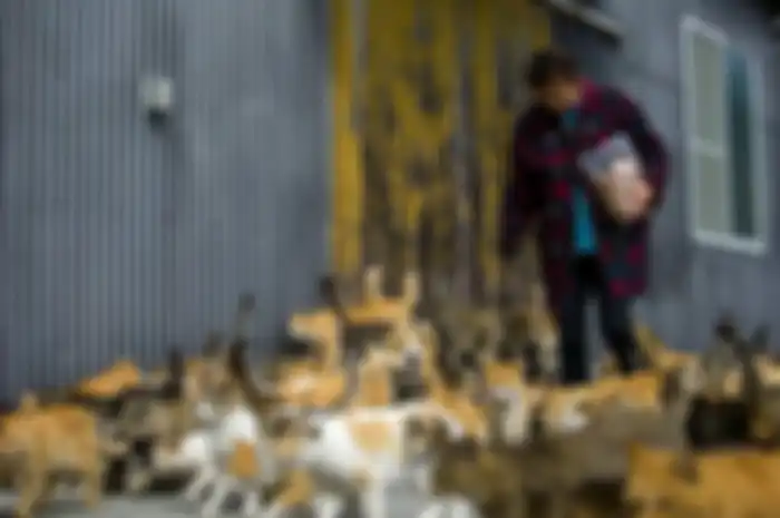 Foto foto Aoshima Island Jumlah Kucing Lebih Banyak Dari Manusia di Pulau Ini