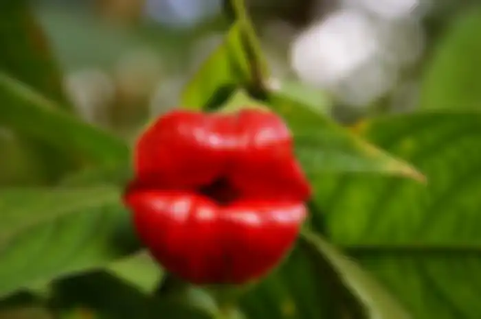 psychotrina elata bunga yang mirip bibir