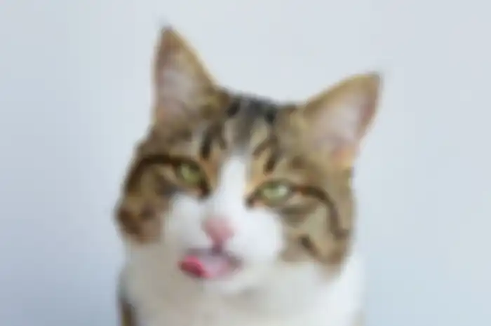Si kucing Rexie