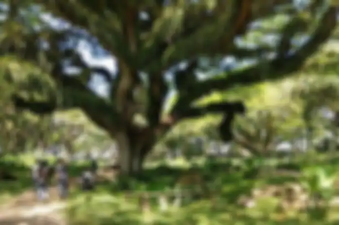 Hutan De Djawatan, Banyuwangi
