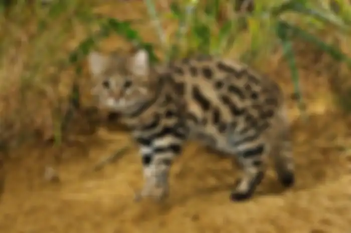 Felis nigripes