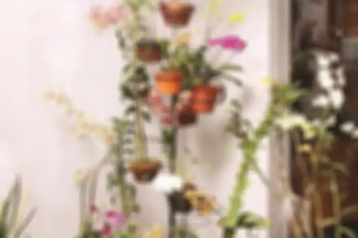 Si Anggun Dendrobium Pemercantik Taman