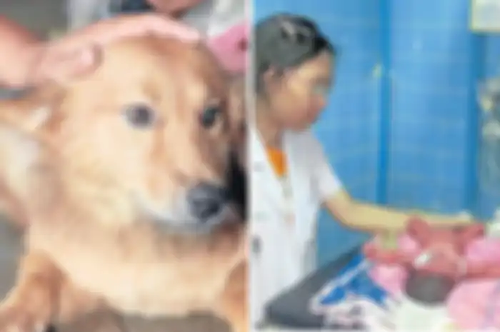 Kisah Seekor Anjing Menyelamatkan Bayi Baru Lahir yang Dibuang ke Tempat Sampah