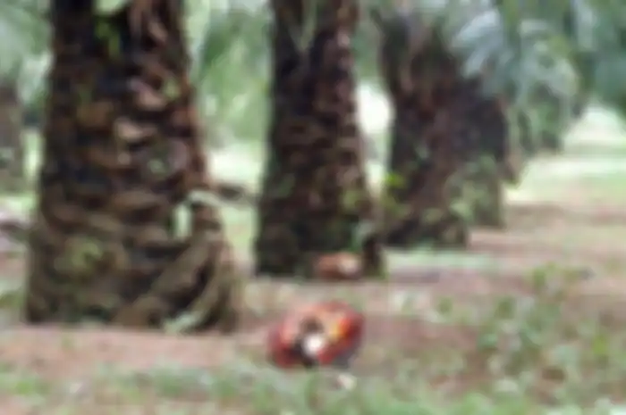 Perkebunan sawit