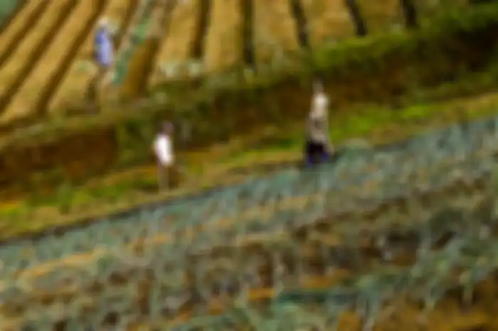Para petani bekerja di ladang di Kampung Sarongge, Jawa Barat. Seiring dengan penghijauan kembali ar