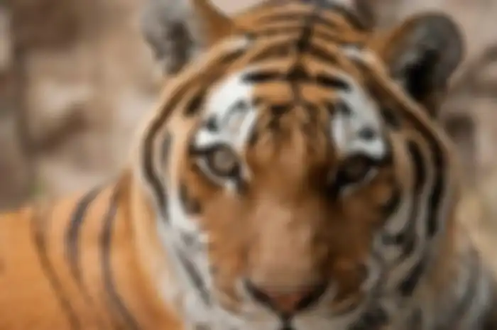 Harimau amur atau harimau siberia yang terancam punah.