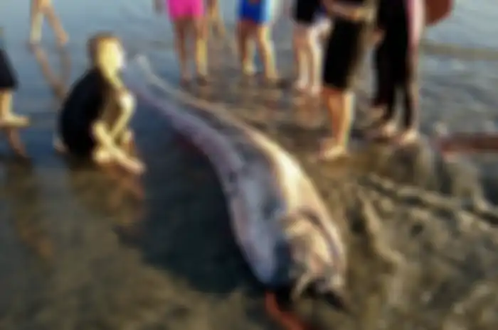 Oarfish sepanjang 4,3 meter ini tersapu ke pantai dekat Oceanside, California, AS, pada 18 Oktober 2