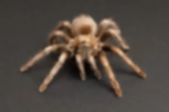 Tarantula pirang Peru <i>(Lasiodorides polycuspulatus)</i> di Great Plains Zoo.