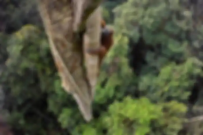 Tergiur dengan buah ara, orangutan Borneo memanjat hingga ke ujung pohon setinggi 30 meter. Dengan  