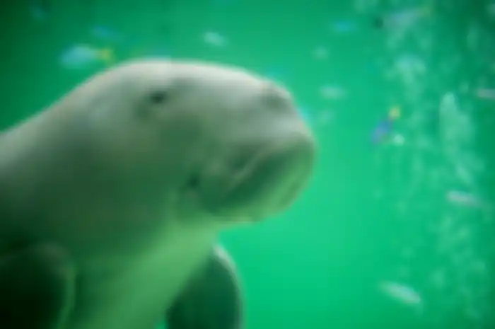 Dugong
