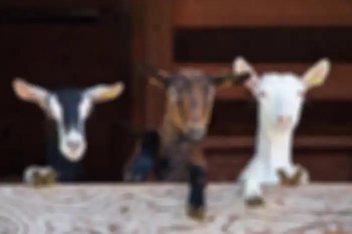 Kambing merupakan contoh hewan vertebrata