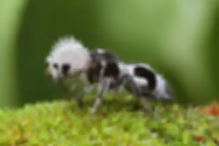 Semut Panda