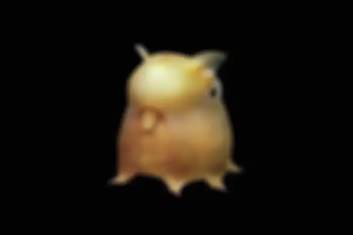 Gurita Dumbo