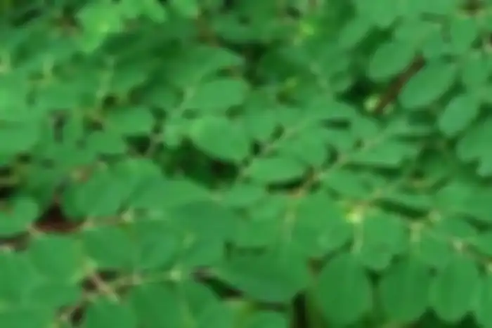 Daun kelor