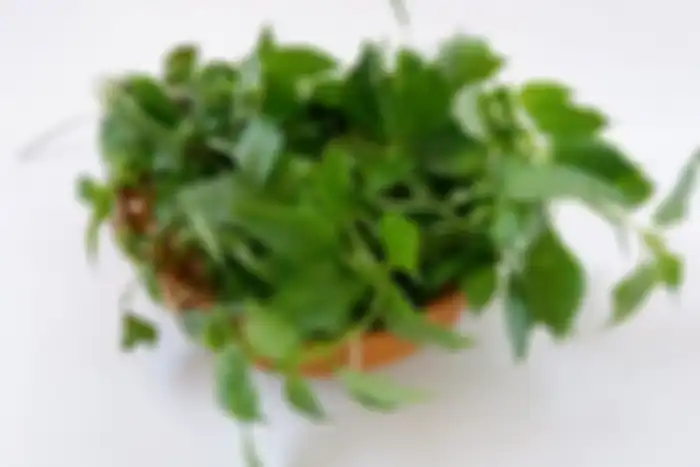 manfaat daun kemangi