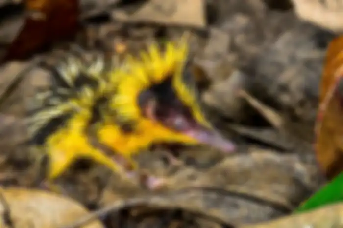 Lowland Streaked Tenrec