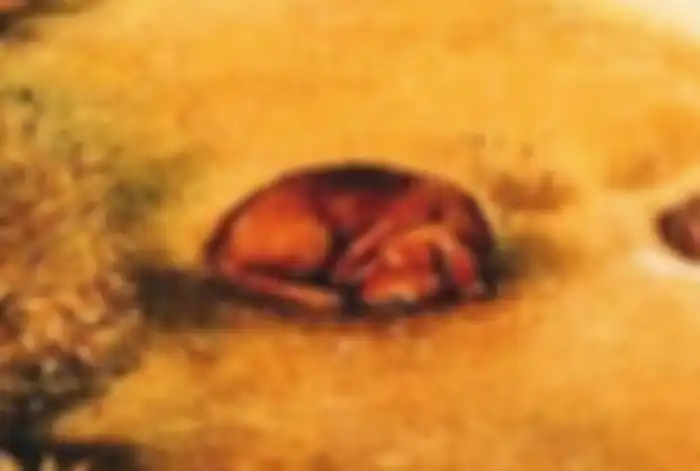 Jika yang kamu lihat gambar anjing