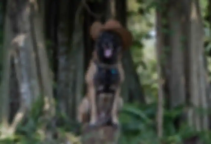 Sparta, anjing  Bima Aryo