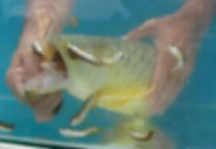 Ikan arwana