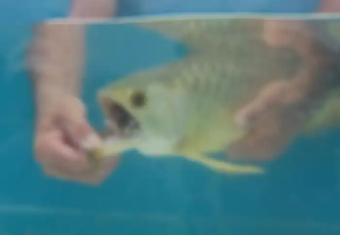 Ikan Arwana