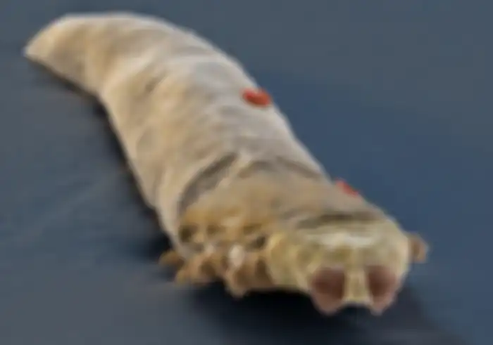 D. Brevis