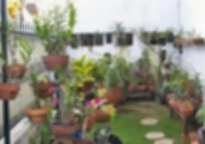 Ilustrasi Taman mungil dalam pot.