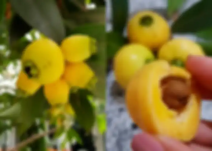 Jambu mawar di rumah Mayangsari