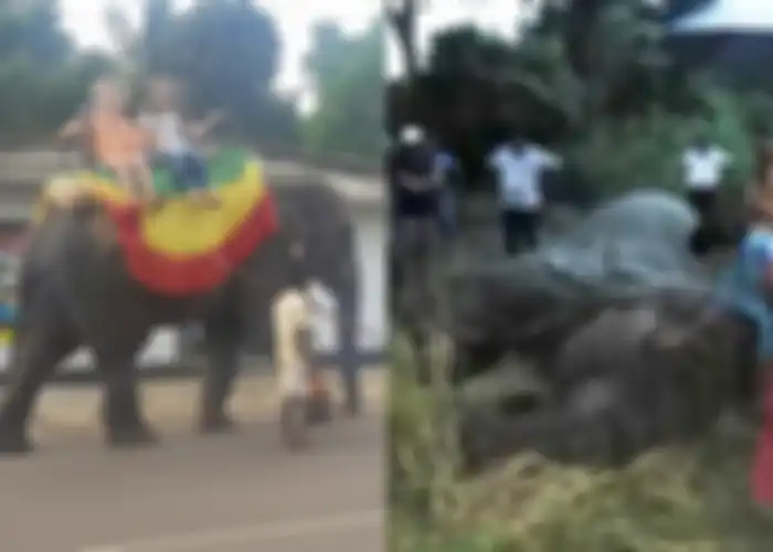 Dipaksa Melayani Turis di Bawah Suhu Panas Tiada Henti dengan Kaki Dibelenggu Rantai, Gajah 18 Tahun Ini Kelelahan Hingga Akhirnya Mati