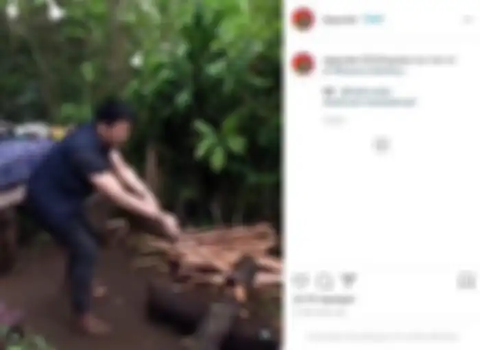 Aksi Ariel NOAH potong kayu gelondongan dengan kapak