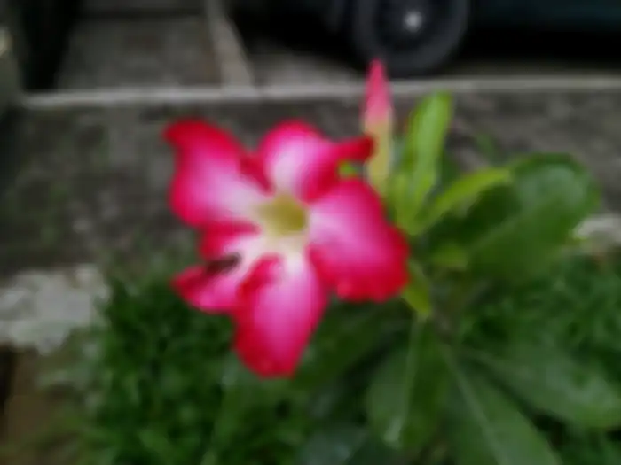 foto makro outdoor - Nokia 8