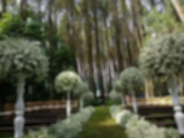 Dekorasi Pernikahan Syahnaz Sadiqah di hutan pinus Pine Hill, Bandung, Jawa Barat.