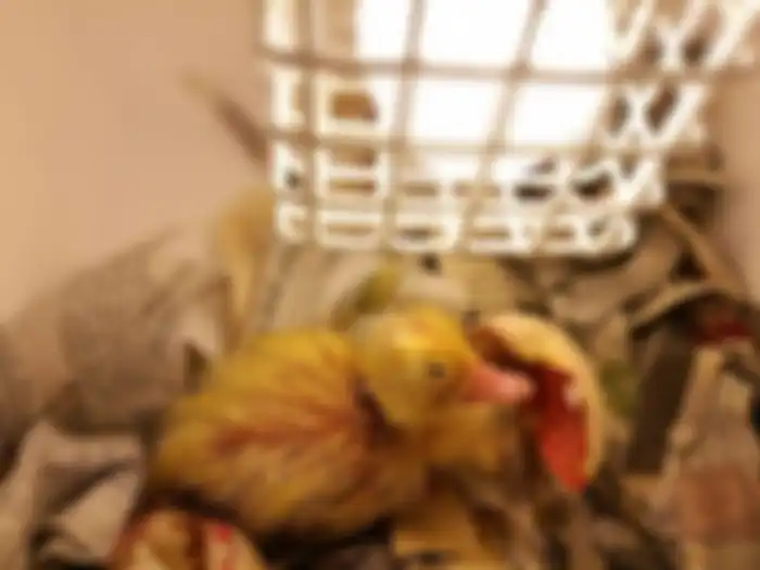 Bebek peliharaan Erica Lim saat masih kecil