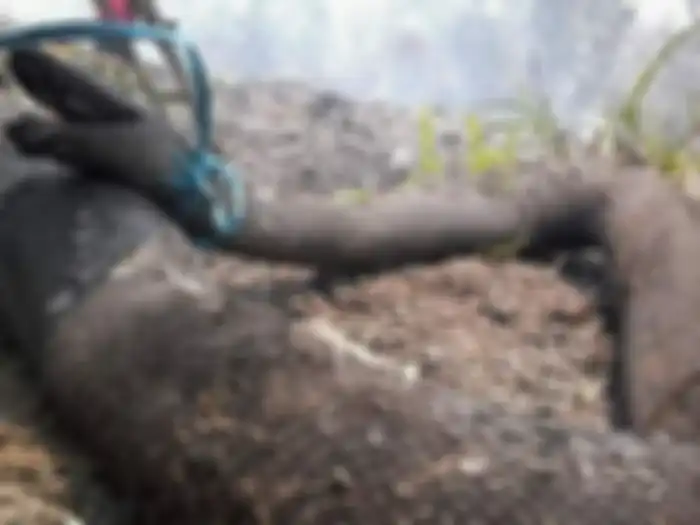 Ular yang terpanggang karhutla di Kalimantan