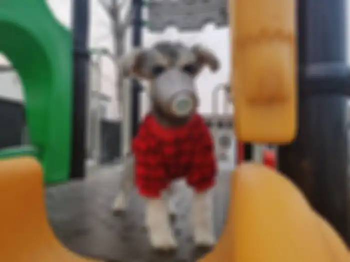 Anjing di China memakai masker untuk menghindari virus corona.