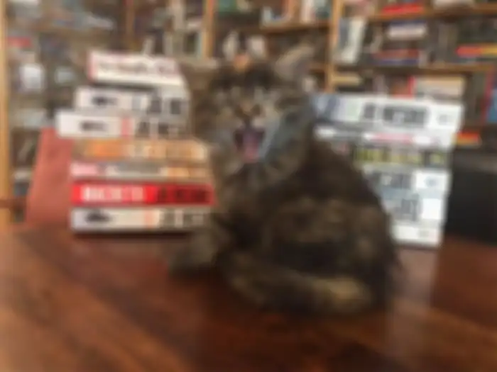 Salah satu anak kucing yang ada di  Otis & Clementine’s Books and Coffee