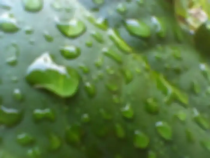 Hasil foto kamera belakang Oppo A54