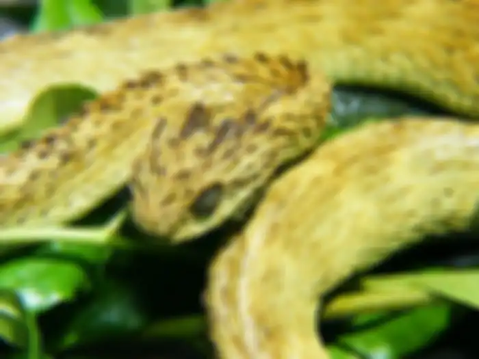 Viper pohon bersisik