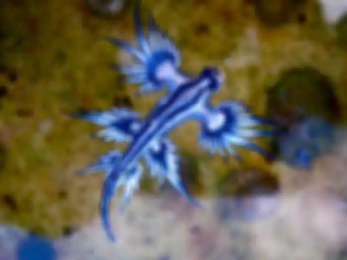 Siput Laut Biru