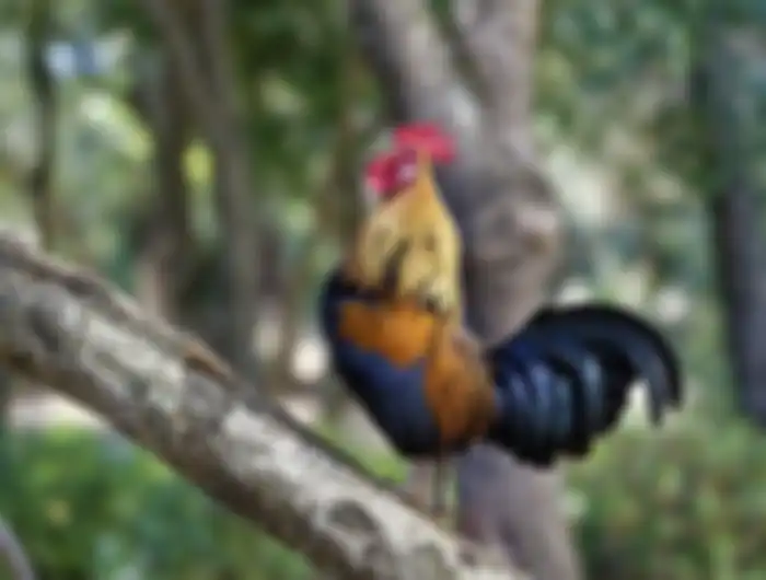 Ayam jago