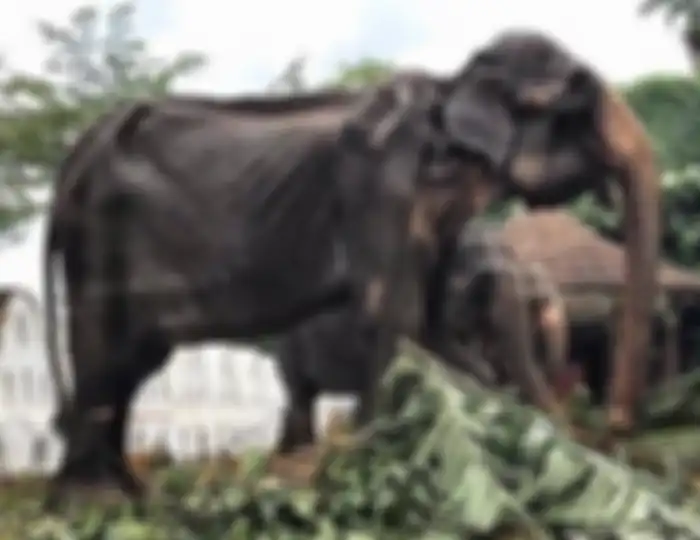 Gajah Tikiiri