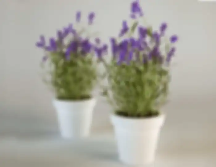 lavender