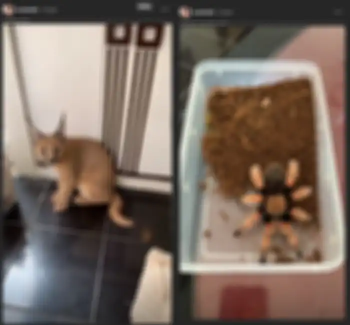 Aneh Banget! Lagi Hamil Besar Aura Kasih Manggang Ular, ‘yang Pasti Enggak Makan Teman’