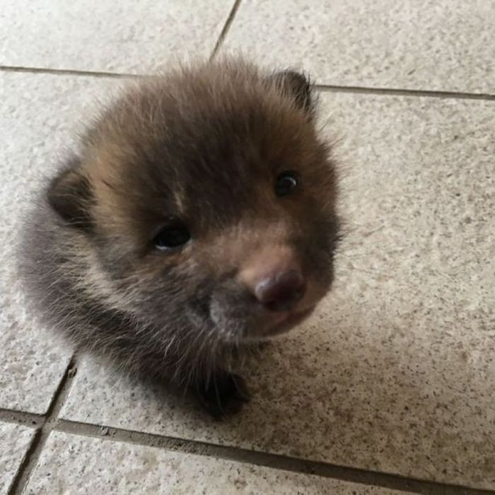 si unyuk Luna yang ternyata adalah rubah bukan anak anjing